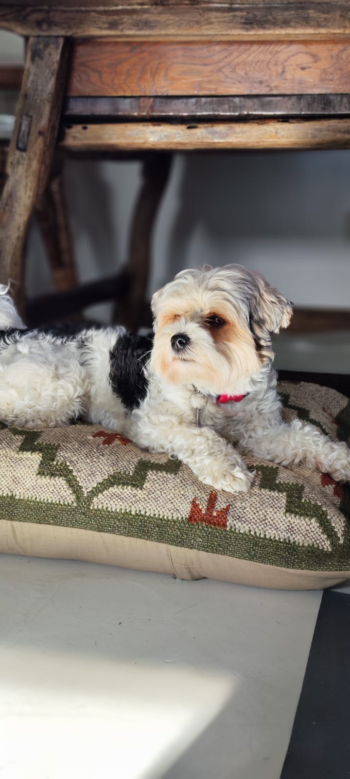 cojin extragrande kilim 60x90 para mascotas